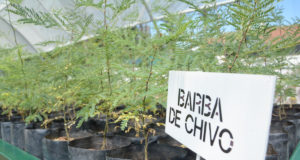 Inauguraron el 5° invernadero del vivero provincial para producir nativas y repoblar reservas forestales