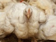 Actualizaron los requisitos para establecimientos avícolas de producción comercial