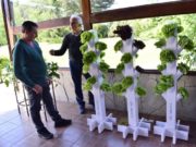 Villa Mercedes: ofrecen un curso de entrenamiento intensivo de hidroponía