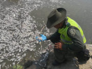 Un novedoso algoritmo para predecir la mortandad de peces