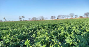 En los campos argentinos ya se siembra una alfalfa de mayor calidad nutricional