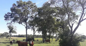 La defunción del interior productivo: carta abierta de un productor agropecuario