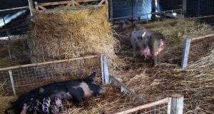 Algunas consideraciones sobre la maternidad porcina en cama profunda
