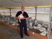 Pollos parrilleros: evalúan probióticos como alternativa a los antibióticos
