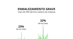 Crece el problema de malezas en Córdoba