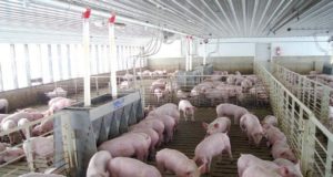 El sector porcino espera ampliar sus ventas a China
