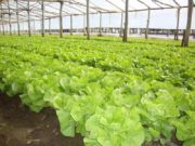 Pautas para conservar la calidad de las hortalizas