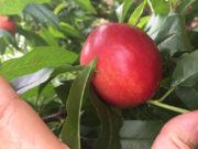 Mejoramiento genético de duraznos y nectarinas