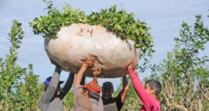 Multiplican los rindes de la hoja verde de yerba