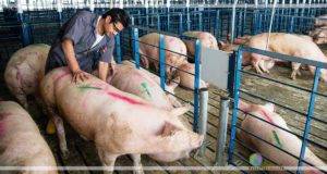 Cerdos: Habría una fuerte inversión china en Córdoba