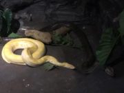 Rescatada en Villa Mercedes: la provincia donó una pitón albina al serpentario de Tigre