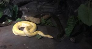 Rescatada en Villa Mercedes: la provincia donó una pitón albina al serpentario de Tigre