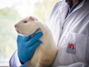El trabajo del INTA para la protección de animales de laboratorio