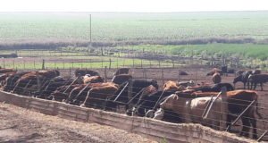En diciembre mejoró la reposición en los feedlots