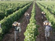 Crisis vitivinícola: «El vino está estabilizado en un valor que es indignante»