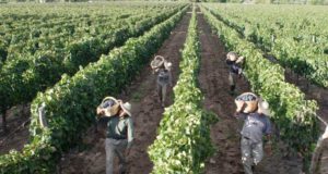 Crisis vitivinícola: «El vino está estabilizado en un valor que es indignante»