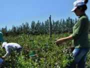 En las inspecciones de 2019 Renatre detectó 13 mil peones rurales no registrados