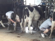 Otro dato negativo de 2019: cierre de tambos y baja en la producción