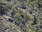 En 2019 se perdieron más de 80 mil hectáreas de bosques