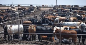 Mendoza incrementó la producción de carne bovina