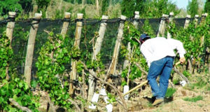 Las cifras del seguro agrícola en Mendoza