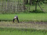 Trabajadores rurales recibirán 4 mil pesos de bono y aumento salarial