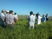 Maíz y soja son preferidos, con concentración de la producción