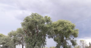 No hubo uniformidad en las lluvias registradas en la provincia de San Luis