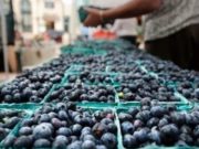 Crecen las exportaciones de arándanos argentinos a Europa