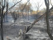 San Luis: varios incendios forestales fueron sofocados durante el fin de semana