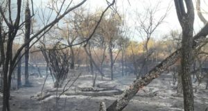 San Luis: varios incendios forestales fueron sofocados durante el fin de semana