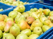 San Luis: generosas cosechas de peras y tomates en el predio de Sol Puntano