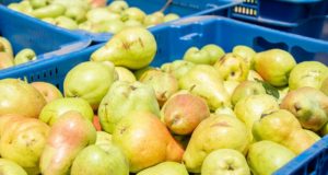 San Luis: generosas cosechas de peras y tomates en el predio de Sol Puntano