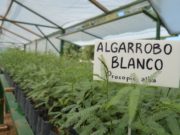 El vivero forestal produjo 45 mil ejemplares de plantas nativas para implantarlas en espacios públicos
