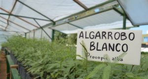 El vivero forestal produjo 45 mil ejemplares de plantas nativas para implantarlas en espacios públicos