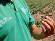 Descartan la existencia de focos o mangas de langosta en el norte de San Luis