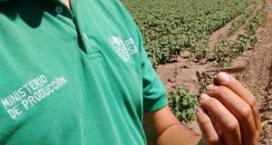 Descartan la existencia de focos o mangas de langosta en el norte de San Luis
