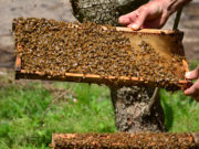 Desarrollan método rápido y económico para detectar bacterias patógenas en miel