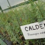 Foto-principal–630×426