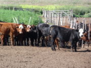 El precio de la carne vacuna, la preocupación del gobierno y cómo influye China