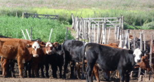 El precio de la carne vacuna, la preocupación del gobierno y cómo influye China