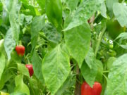 La Agroecología como política de salud pública