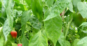 La Agroecología como política de salud pública