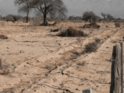 El noroeste de San Luis lleva once meses bajo una implacable sequía