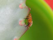 Recomendaciones para prevenir el ingreso de dos plagas vegetales al país