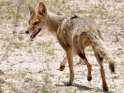 Descubrieron que el zorro pampeano dispersa más de 40 especies de semillas en la zona
