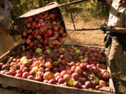 Entra en vigencia la obligatoriedad de las BPA para producir y comerciar frutas