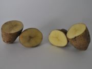 El INTA siembra las primeras papas que no se oxidan
