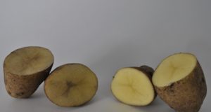 El INTA siembra las primeras papas que no se oxidan