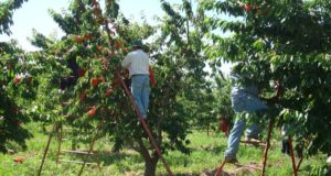 Destacan las buenas prácticas agrícolas en Mendoza